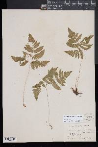 Gymnocarpium dryopteris image