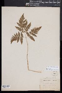 Gymnocarpium dryopteris image