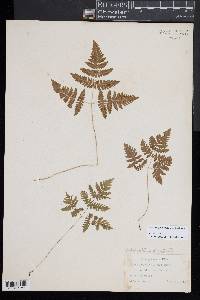 Gymnocarpium dryopteris image