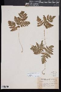 Gymnocarpium dryopteris image