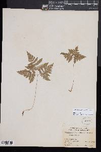 Gymnocarpium dryopteris image