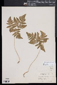 Gymnocarpium dryopteris image