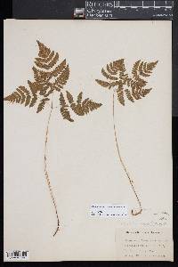 Gymnocarpium dryopteris image