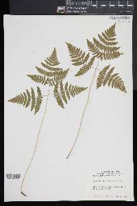 Gymnocarpium dryopteris image