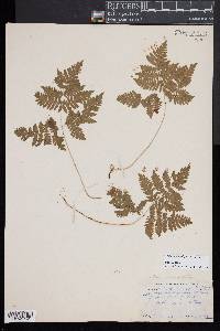 Gymnocarpium dryopteris image