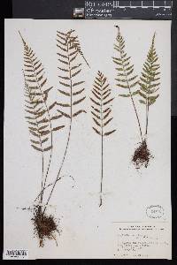 Asplenium auritum image