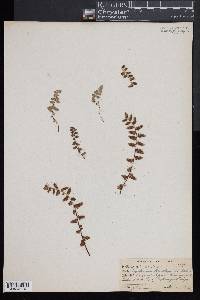 Asplenium bradleyi image