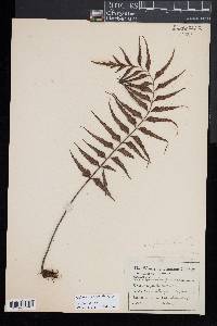 Asplenium crinicaule image