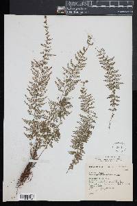 Asplenium cristatum image