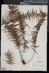 Asplenium dissectum image