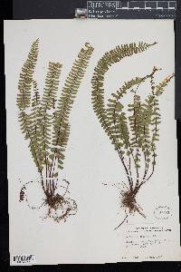 Asplenium formosum image