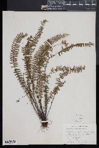 Asplenium formosum image