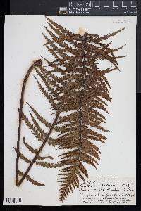 Asplenium horridum image