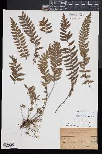 Asplenium horridum image