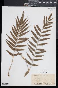 Asplenium kaulfussii image