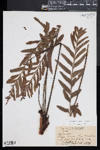 Asplenium kaulfussii image