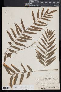 Asplenium kaulfussii image