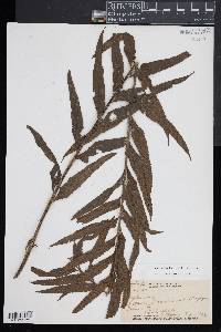 Asplenium kaulfussii image