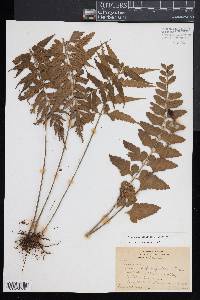 Asplenium kaulfussii image
