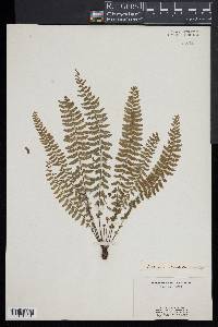Asplenium lunulatum image