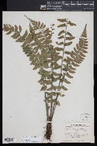 Asplenium lunulatum image