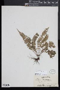 Asplenium lunulatum image