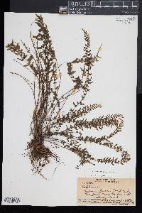 Asplenium macraei image