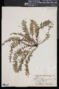 Asplenium macraei image
