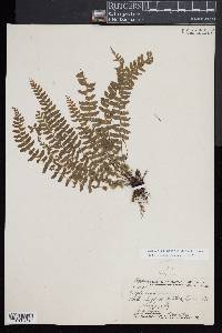 Asplenium macraei image