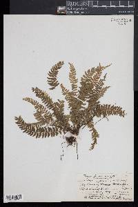 Asplenium macraei image