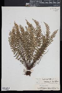 Asplenium macraei image