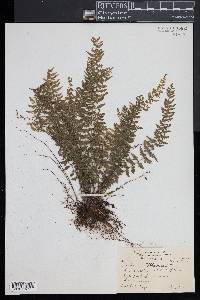 Asplenium macraei image