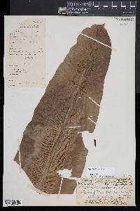 Asplenium nidus image