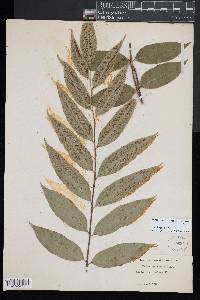 Asplenium oblongifolium image