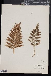 Asplenium obtusatum image