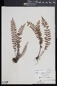 Asplenium pellucidum image