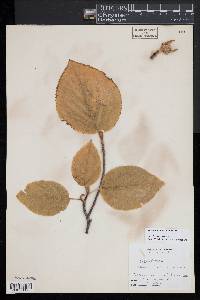 Viburnum lantanoides image