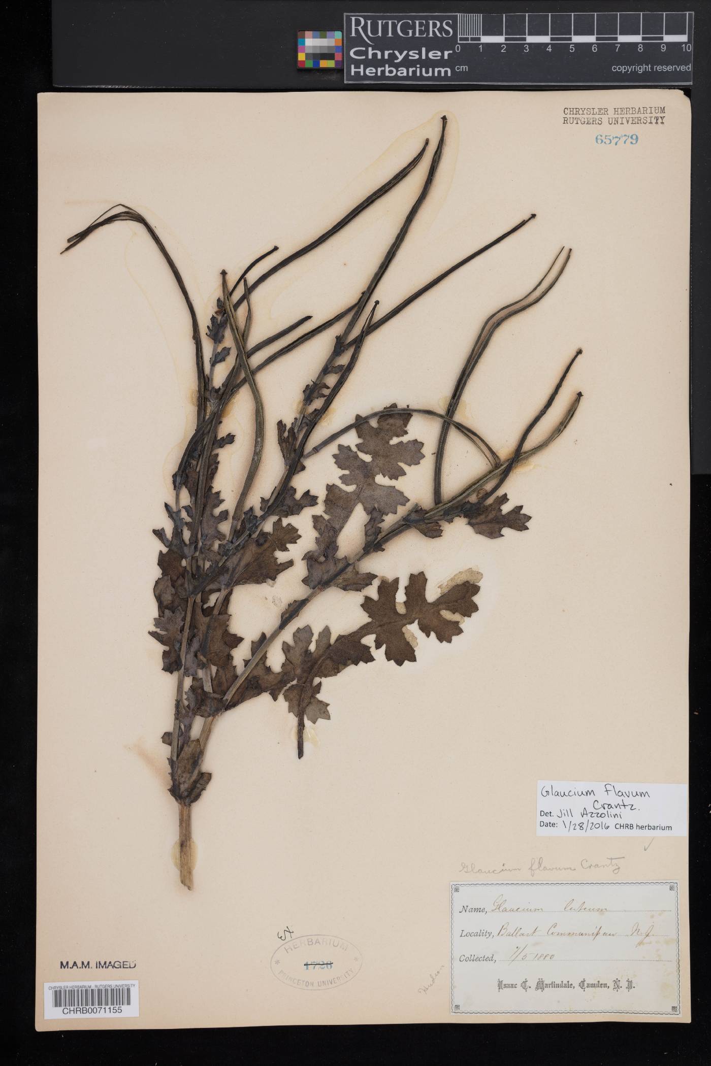 Glaucium flavum image