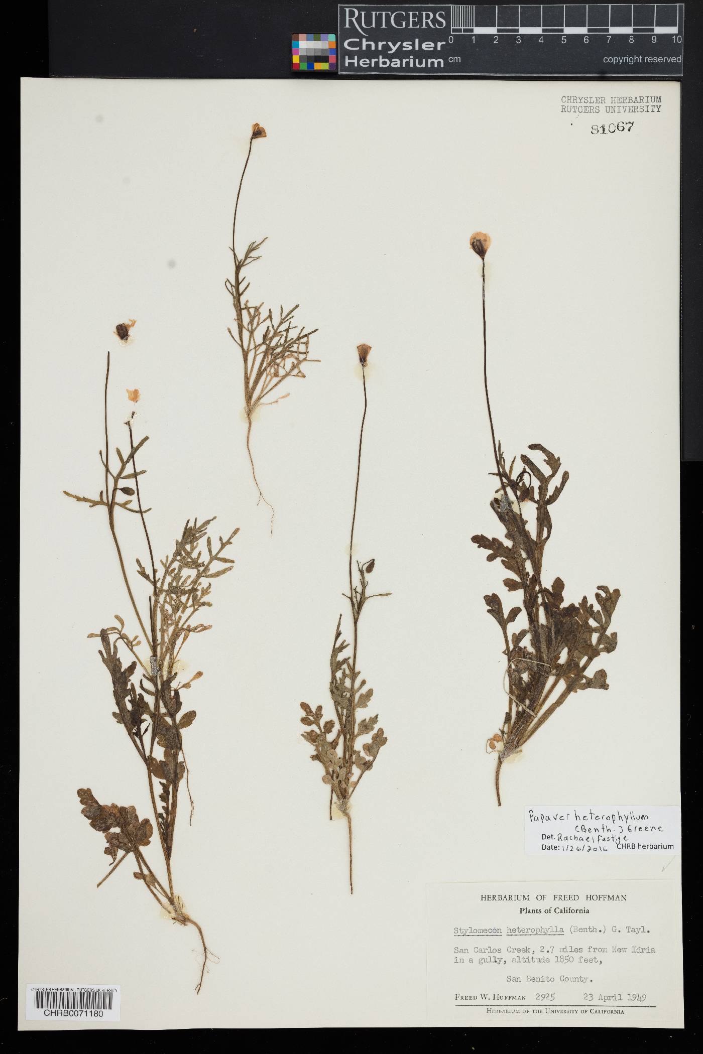 Papaver heterophyllum image