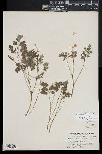 Pseudofumaria lutea image