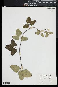 Akebia trifoliata image