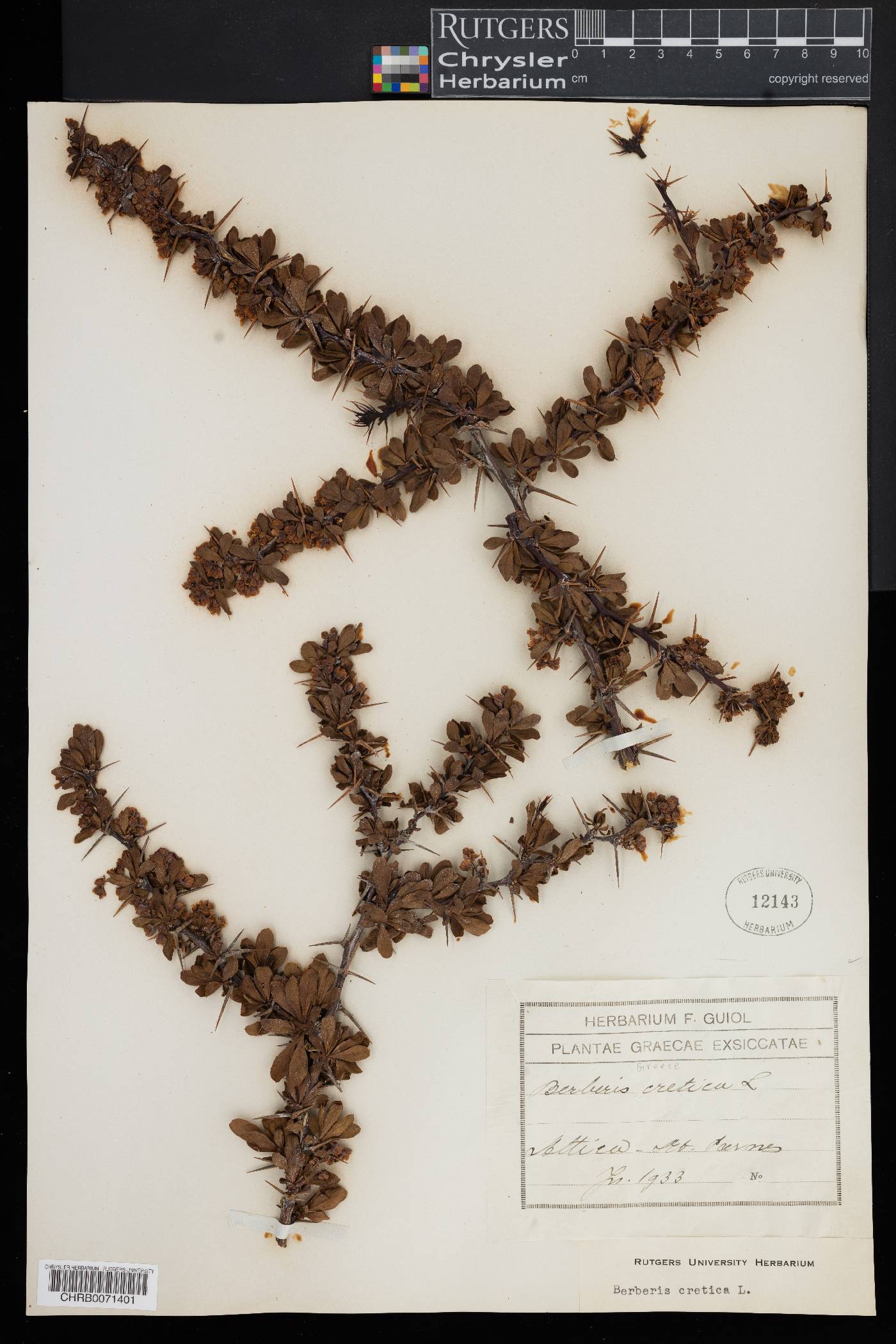 Berberis cretica image