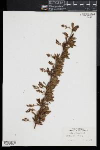 Berberis vernae image