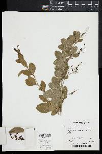 Berberis vulgaris image