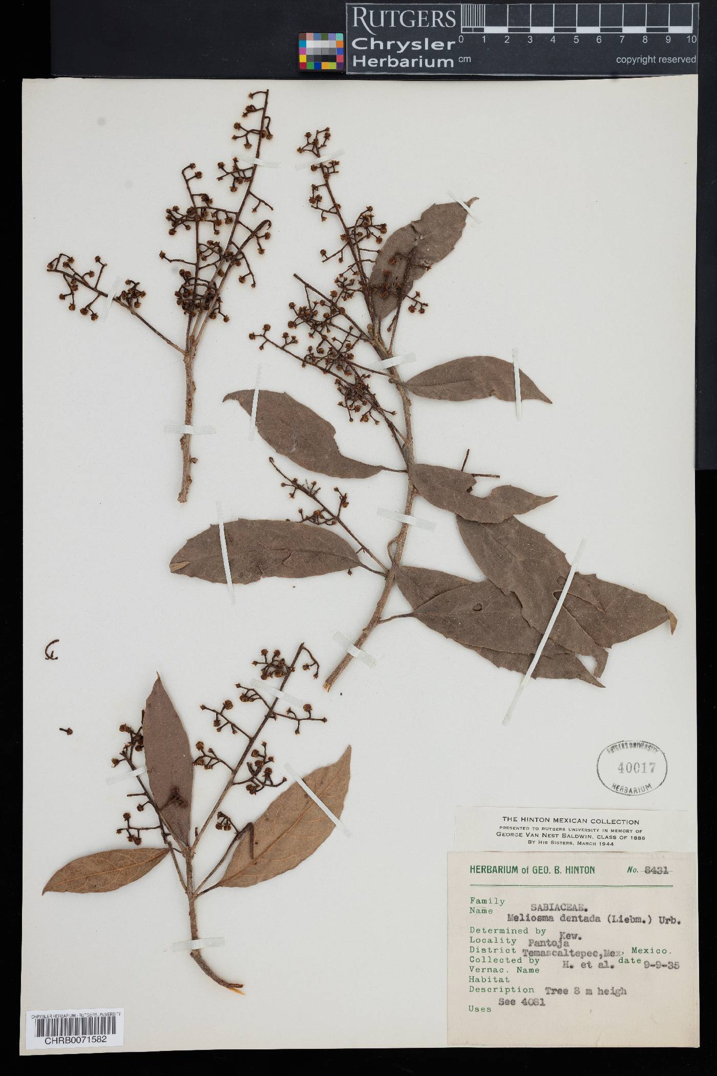 Meliosma dentata image