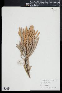 Banksia attenuata image