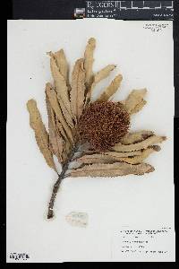 Image of Banksia menziesii