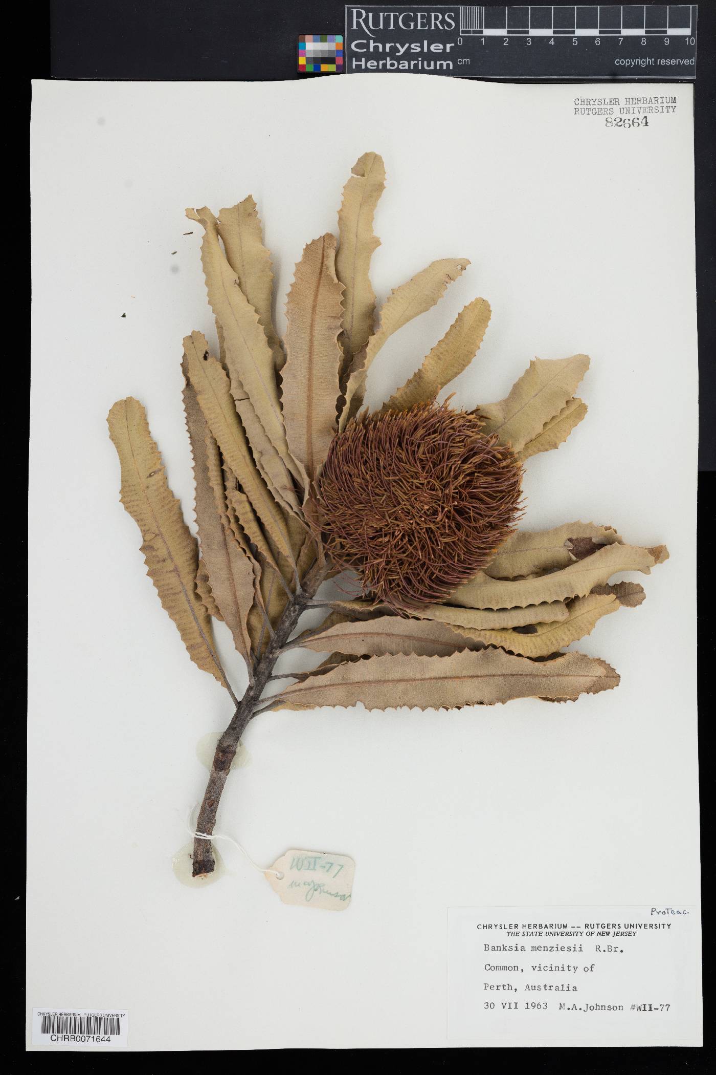 Banksia menziesii image