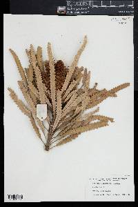 Image of Banksia prionotes