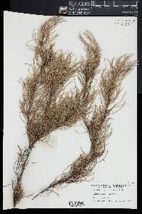 Image of Banksia sphaerocarpa